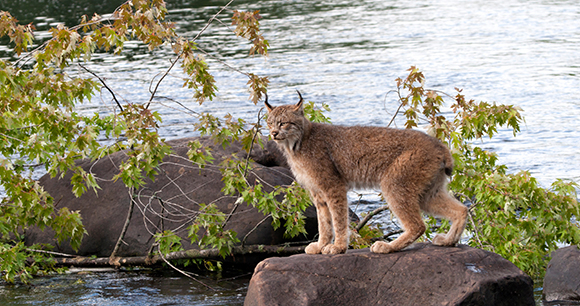 Canada lynx standing on rock by stream
