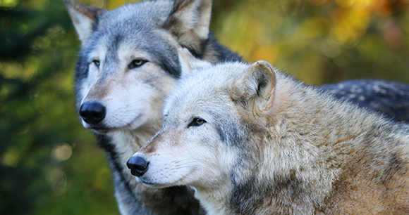 pair of gray wolves in a forest pair of gray wolves in a forest