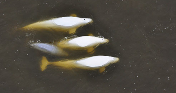 Belugas in the sea of Okhotse. Photo by Olga Shpak from www.paramotormag.com