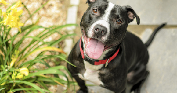FBI Adds Animal Cruelty Category to Nation's Crime Report - Photo by Rob Swatski