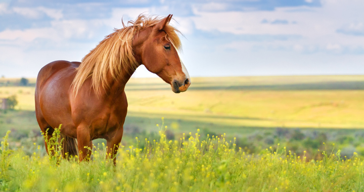 horse - photo by callipso88