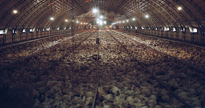 chicken factory farm - photo by Dusko