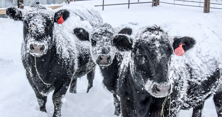 cows in the snow
