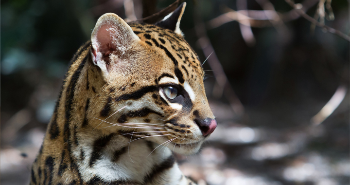 ocelot