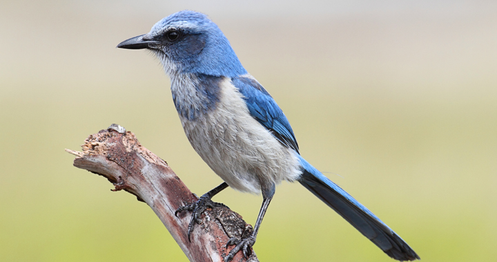 Florida scrub jay - photo by Steve Byland