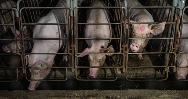 sows in gestation crates