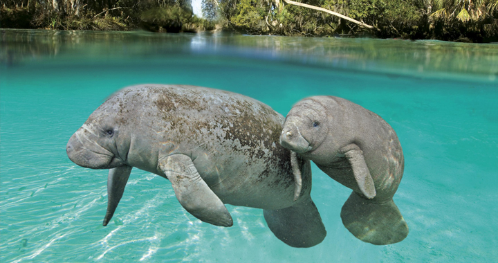 manatee mother and calf - photo by Gregory Sweeney