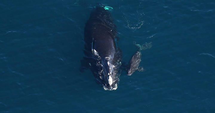 North Atlantic right whale Horton and newborn calf.