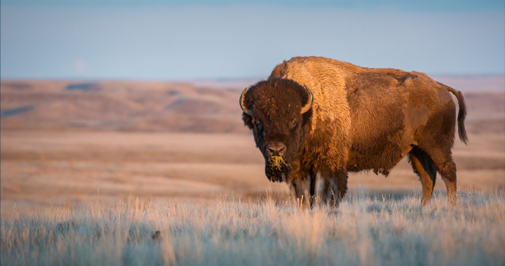 American bison - photo by Ghost Bear