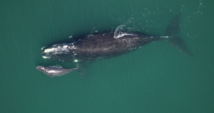 North Atlantic Right Whale - FWC NOAA