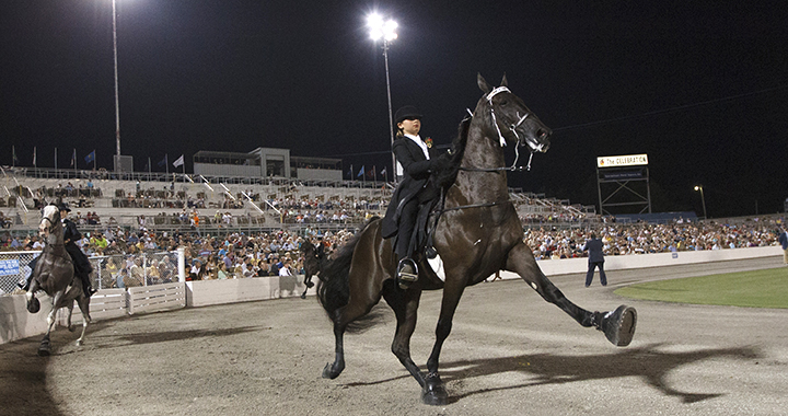 tennessee walking horse - photo by HSUS
