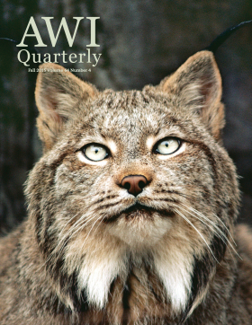 Fall 2015 AWI Quarterly - Cover, Photo by Jim Brandenburg/Minden Pictures