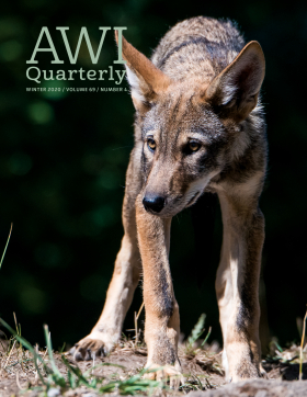 Winter 2020 AWI Quarterly Cover - Photo by Mark Newman Winter 2020 AWI Quarterly Cover - Photo by Mark Newman