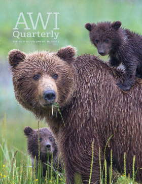 Spring 2020 AWI Quarterly Cover - Photo by Marc Latremouille Spring 2020 AWI Quarterly Cover - Photo by Marc Latremouille