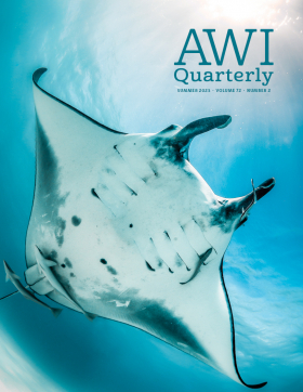 giant manta ray - photo by Adobe Stock