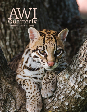 Winter 2023 AWI Quarterly Cover - Photo by Rolf Nussbaumer/NPL, Minden Pictures Winter 2023 AWI Quarterly Cover - Photo by Rolf Nussbaumer/NPL, Minden Pictures