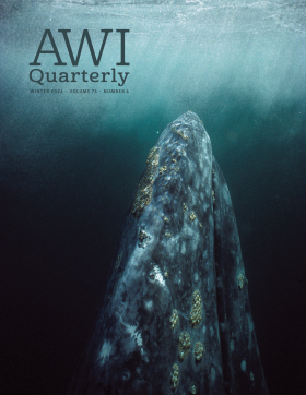 gray whale - photograph by Tui De Roy/Minden Pictures