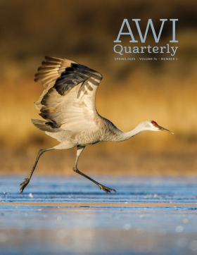 sand hill crane - photo by Paul Souders