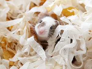 Animals in Laboratories - Photo by Michael Fivis