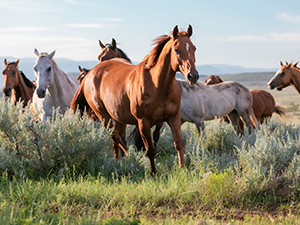 herd of wild horses