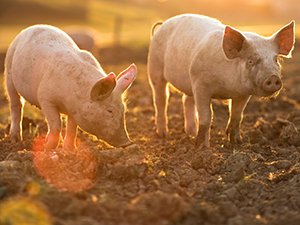 piglets in muddy field