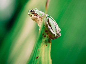 froglet on a blade of grass