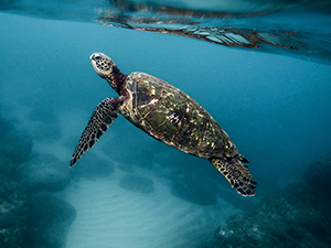 tortoise swimming in clear blue water