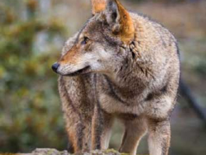 lone red wolf