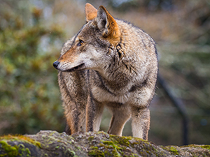 red wolf in the wild