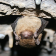 Protection of Indiana bats - Photo by USFWS Ann Froschauer