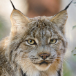 Canada lynx - Photo by Eric Kilby