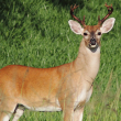 Protection of Long Island deer - Photo by Kenneth Cole Schneider