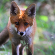 Protection of wild foxes and coyotes - Photo by Peyman Zehtab Fard