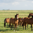 Protection of horses - Photo by David Feltkamp