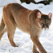 California mountain lion - Photo by Luz Rovira