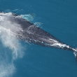Protection of Marine Mammals - Photo by Florida Fish and Wildlife Conservation Commission