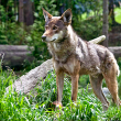 Protection of red wolves - Photo by Jesse McCarty