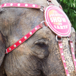 Ringling elephant - Photo by Dustin Oliver