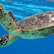 Protection of sea turtles - Photo by Doug Finney