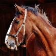 HELP STOP CRUEL TRANSPORT OF HORSES