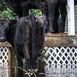 cows stranded by hurricane - photo by We Animals Media