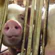 Farm Animal Anti-Confinement Legislation - Photo by Mercy for Animals