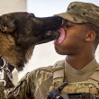 Canine Members of the Armed Forces Act - Photo by Sgt Jeremy Bowcock