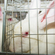 The Humane Cosmetics Act - Photo by Grigorenko