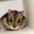 tiny mouse
