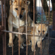 Dogs in Crates from Dog Farm