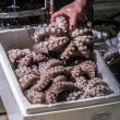 A worker at a processing plant, processes octopus to make it ready for sale.