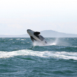 ORCA Act - Photo by Jon Attfield