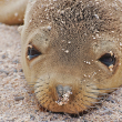 Marine Mammal Protection Act - Photo by A Davey