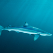 Shark Fin Sales Elimination Act - Photo by iStock
